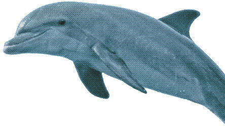dolphin