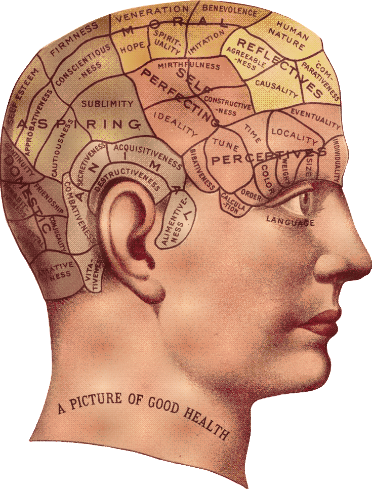 head-model