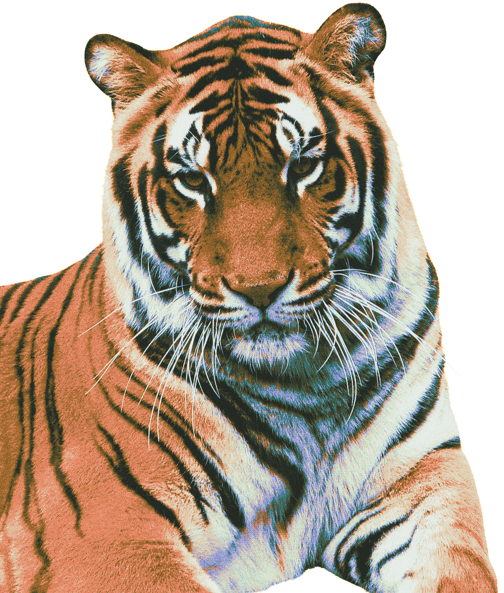 tiger